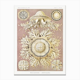 Discomedusae–Schweibenquallen, Ernst Haeckel Canvas Print