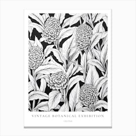 Celosia B&W Vintage Botanical Poster Canvas Print