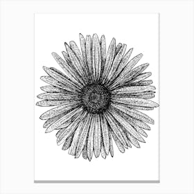 Black and White Daisy Illustration Toile