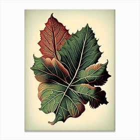 Achiote Leaf Vintage Botanical 1 Canvas Print