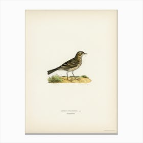 Meadow Pipit, The Von Wright Brothers Canvas Print