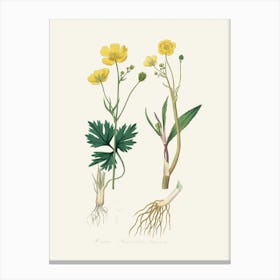 Vintage Botanical John Stephenson and James Morss Churchill Art Print_2731676 Canvas Print