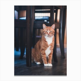 Orange Tabby Cat Canvas Print