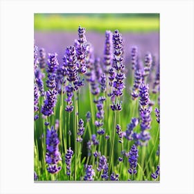 Lavender Field 19 Canvas Print