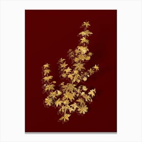 Vintage Madder Leaved Bauera Botanical in Gold on Red Canvas Print