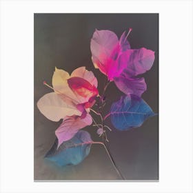 Iridescent Flower Bougainvillea 3 Canvas Print