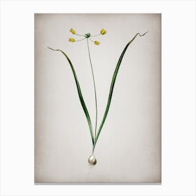 Vintage Allium Scorzonera Folium Botanical on Parchment n.0246 Canvas Print