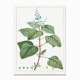 Plectranthus Fruticosus, Pierre Joseph Redoute Canvas Print