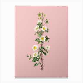 Vintage Scotch Rose Bloom Botanical on Soft Pink n.0706 Canvas Print