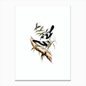 Vintage Pied Monarch Flycatcher Bird Illustration on Pure White Canvas Print