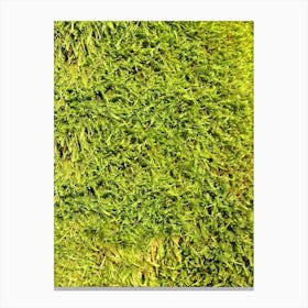 Moss in the Forrest Canvas Print