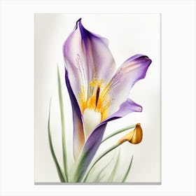 Mariposa Lily Wildflower Watercolour 1 Canvas Print