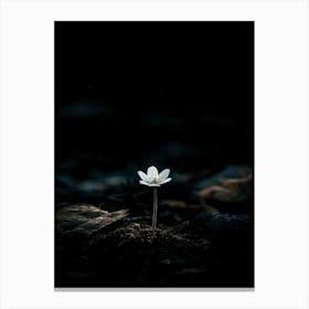 White Flower In The Dark 19 Canvas Print