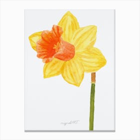 Daffodil 13 Canvas Print