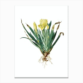 Vintage Crimean Iris Botanical Illustration on Pure White n.0025 Canvas Print