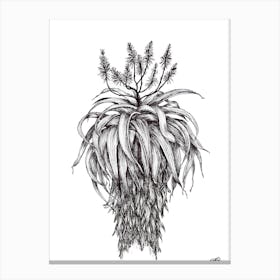 Black and White Aloe with Flowers Canvas Print