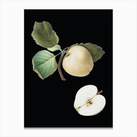 Vintage Astracan Apple Botanical Illustration on Solid Black n.0879 Canvas Print