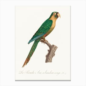 The Musk Lorikeet From Natural History Of Parrots, Francois Levaillant, Francois Levaillant Canvas Print