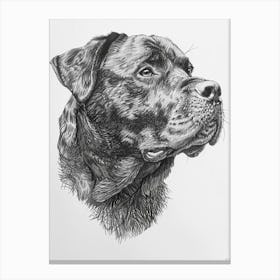 Rottweiler Dog Line Sketch4 Canvas Print