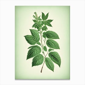 Spearmint Herb Vintage Botanical Canvas Print
