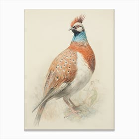 Vintage Bird Drawing Pheasant 1 Canvas Print