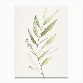 Willow Leaf Minimalist Watercolour 5 Canvas Print