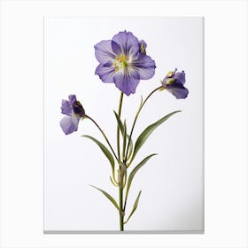 Pressed Wildflower Botanical Art Virginia Spiderwort 2 Canvas Print
