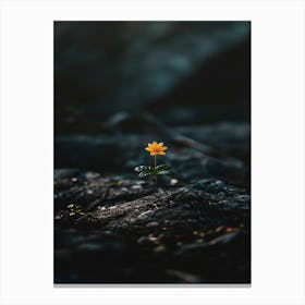 Flower On A Rock 6 Canvas Print