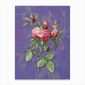 Vintage Cabbage Rose Botanical Illustration on Veri Peri n.0151 Canvas Print