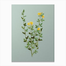Vintage Yellow Jasmine Flowers Botanical Art on Mint Green n.0469 Canvas Print