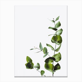 Eucalyptus Leaves On White Background Canvas Print