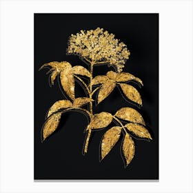 Vintage Elderberry Flowering Plant Botanical in Gold on Black n.0557 Canvas Print