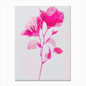 Hot Pink Bougainvillea 2 Canvas Print