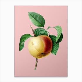 Vintage Snow Calville Apple Botanical on Soft Pink n.0934 Canvas Print