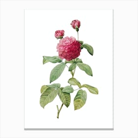 Vintage Agatha Rose in Bloom Botanical Illustration on Pure White n.0294 Canvas Print