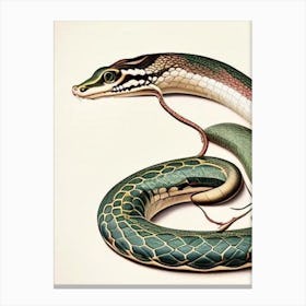 Long Nosed Snake Vintage Canvas Print