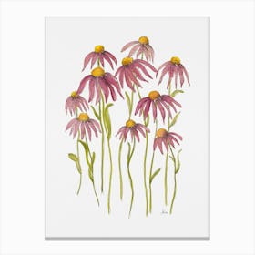 Echinacea Canvas Print