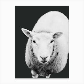 Sheep In Black And White Canvas Print