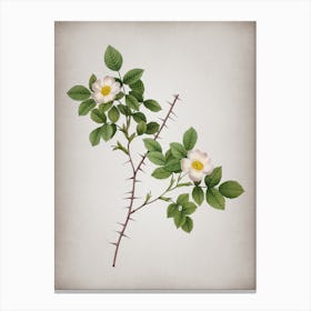 Vintage Spiny Leaved Rose of Dematra Botanical on Parchment n.0832 Canvas Print