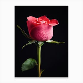 Pink Rose Isolated On Black Background 11 Canvas Print