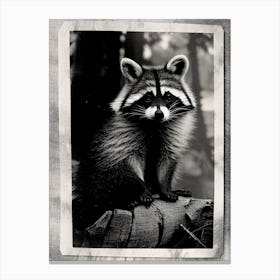 Forest Raccoon Vintage Photography Canvas Print