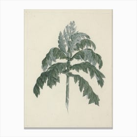 Tree Groundsel, Luigi Balugani Canvas Print