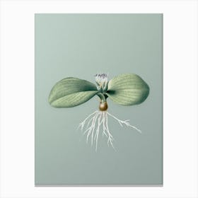 Vintage Massonia Pustulata Botanical Art on Mint Green n.0116 Canvas Print