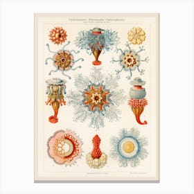 Vintage Jellyfish, Ernst Haeckel Canvas Print