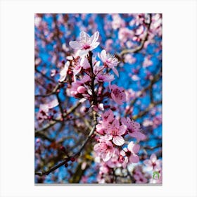 Cherry Blossoms II 20220228 66ppub Canvas Print