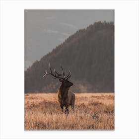 Elk In Open Meadow Canvas Print