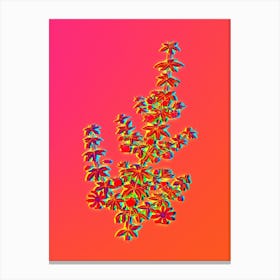 Neon Madder Leaved Bauera Botanical in Hot Pink and Electric Blue n.0502 Canvas Print