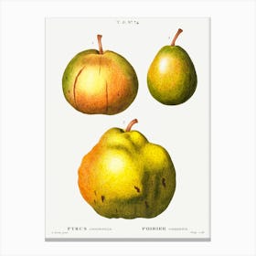 Pear, Pierre Joseph Redoute 1 Canvas Print