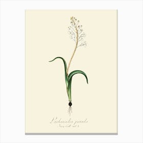 Lily Of The Valley 41 Canvas Print