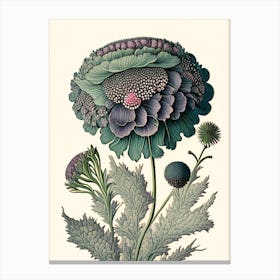 Scabiosa 2 Floral Botanical Vintage Poster Flower Canvas Print